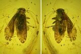 Detailed Fossil Barklouse (Psocodea) In Baltic Amber #200066-2
